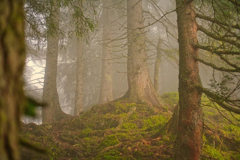 Enchanted Forest Buffet